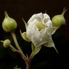 Attēlu rezultāti vaicājumam “Rubus plicatus flower”