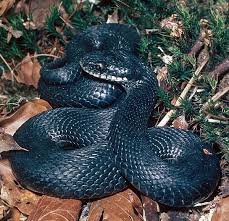 Attēlu rezultāti vaicājumam “Vipera berus”