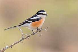 Image result for Lanius nubicus