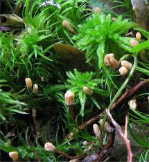 Attēlu rezultāti vaicājumam “Heyderia pusilla”