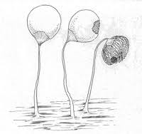 Attēlu rezultāti vaicājumam “Cribraria cancellata spores”