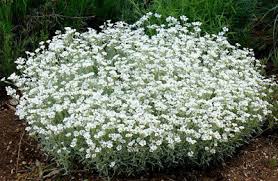Attēlu rezultāti vaicājumam “Cerastium tomentosum flower”