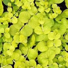 Image result for Lysimachia nummularia