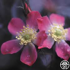 Attēlu rezultāti vaicājumam “Rosa glauca”