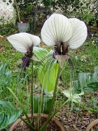 Image result for Tacca chantrieri