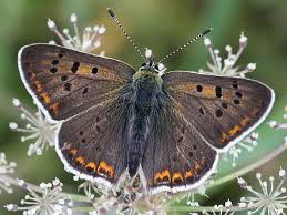 Attēlu rezultāti vaicājumam “Lycaena tityrus”