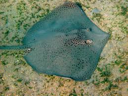 Image result for Himantura uarnak