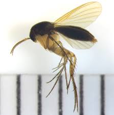 Attēlu rezultāti vaicājumam “Mycetophilidae”