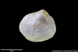 Attēlu rezultāti vaicājumam “Macoma baltica”