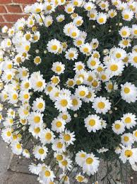 Attēlu rezultāti vaicājumam “Anthyllis maritima flower”