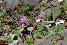 Attēlu rezultāti vaicājumam “Erythronium sibiricum flower”
