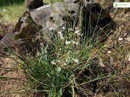 Attēlu rezultāti vaicājumam “Gypsophila fastigiata leaf”