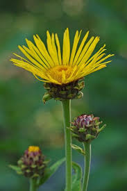 Image result for Inula helenium
