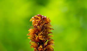 Attēlu rezultāti vaicājumam “Neottia nidus-avis bud”