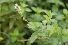 Attēlu rezultāti vaicājumam “Mentha x verticillata leaf”