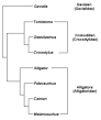 Clade - Wikipedia, the free encyclopedia