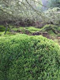 Attēlu rezultāti vaicājumam “Hypnum cupressiforme var. filiforme”