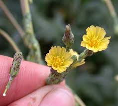 Attēlu rezultāti vaicājumam “Lactuca sativa flower”