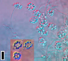 Attēlu rezultāti vaicājumam “Hyaloscypha hyalina”