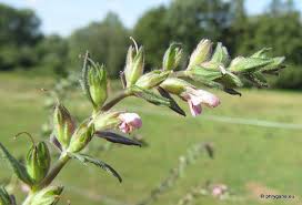 Attēlu rezultāti vaicājumam “Odontites vulgaris”