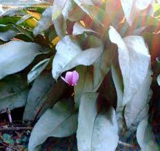 Attēlu rezultāti vaicājumam “Pulmonaria saccharata leaf”