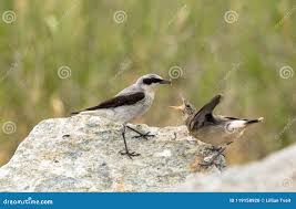 Attēlu rezultāti vaicājumam “Oenanthe oenanthe male”