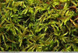 Attēlu rezultāti vaicājumam “Pleurozium schreberi”