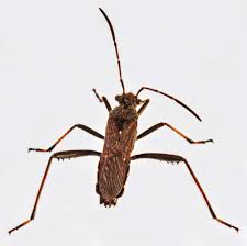 Attēlu rezultāti vaicājumam “Alydus calcaratus”