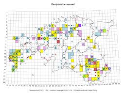 Attēlu rezultāti vaicājumam “Dactylorhiza russowii”