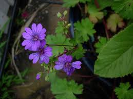 Attēlu rezultāti vaicājumam “Geranium pyrenaicum flower”