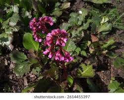 Attēlu rezultāti vaicājumam “Bergenia crassifolia”