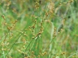 Attēlu rezultāti vaicājumam “Carex dioica male flower”