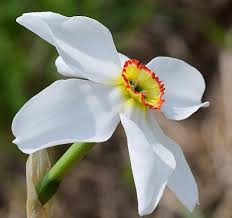 Attēlu rezultāti vaicājumam “Narcissus poeticus”