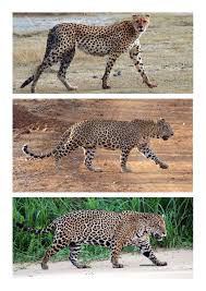 Afbeeldingsresultaat voor cheeta