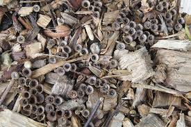 Attēlu rezultāti vaicājumam “Cyathus striatus”