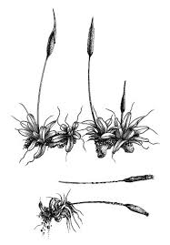 Attēlu rezultāti vaicājumam “Pottiales”