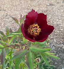 Image result for Stroud Valley Sac