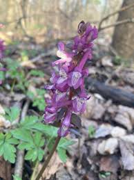 Attēlu rezultāti vaicājumam “Corydalis cava flower”
