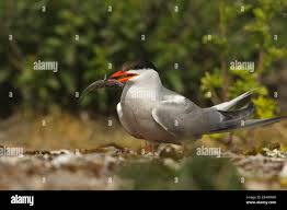 Attēlu rezultāti vaicājumam “Sterna hirundo adult”