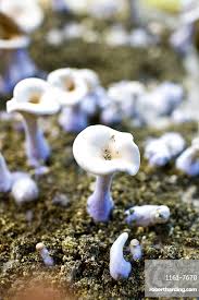 Attēlu rezultāti vaicājumam “Lepista nuda”