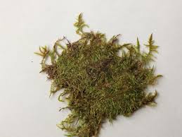 Attēlu rezultāti vaicājumam “Calliergonella cuspidata”