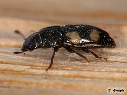 Attēlu rezultāti vaicājumam “Glischrochilus quadripunctatus imago”