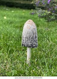 Image result for coprinus