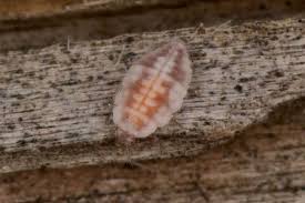 Attēlu rezultāti vaicājumam “Coniopterygidae”