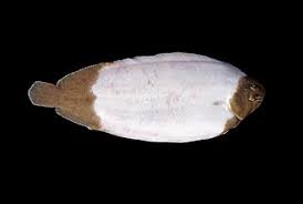 Image result for Solea solea