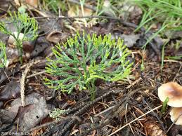 Attēlu rezultāti vaicājumam “Diphasiastrum tristachyum”