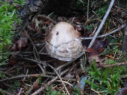 Attēlu rezultāti vaicājumam “Serpoleskea confervoides”