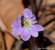 Attēlu rezultāti vaicājumam “Hepatica nobilis fruit”