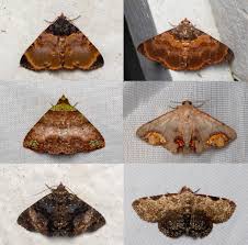 Attēlu rezultāti vaicājumam “Zygaena filipendulae exuvia”