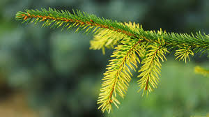 Attēlu rezultāti vaicājumam “Picea abies”